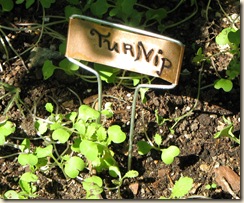 0908 Turnip