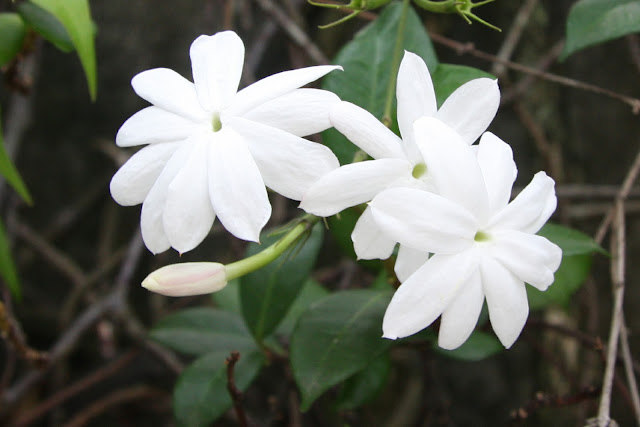 Jasmine Flower HD Wallpapers Free Download