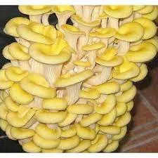 Buy Yellow Oyster Mushroom Liquid Spawn