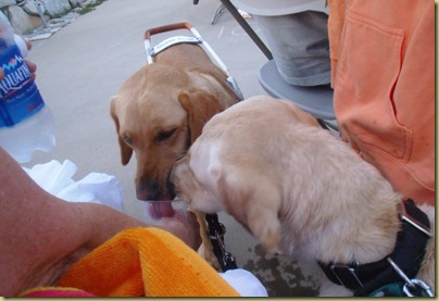 Glenda giving Reyna and Wendy a drink of water before the concert.  It was HOT and they were both so thirsty.