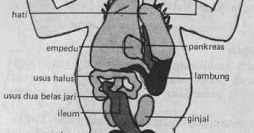 Sistem Pencernaan Amphibi