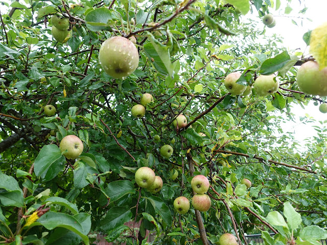 自宅の庭のリンゴの木の実