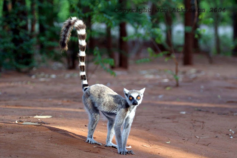 15+ Penting Ring Tailed Cats