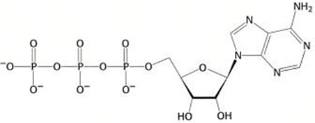 ATP