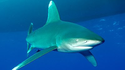 sharks-'face-threat-of-extinction'