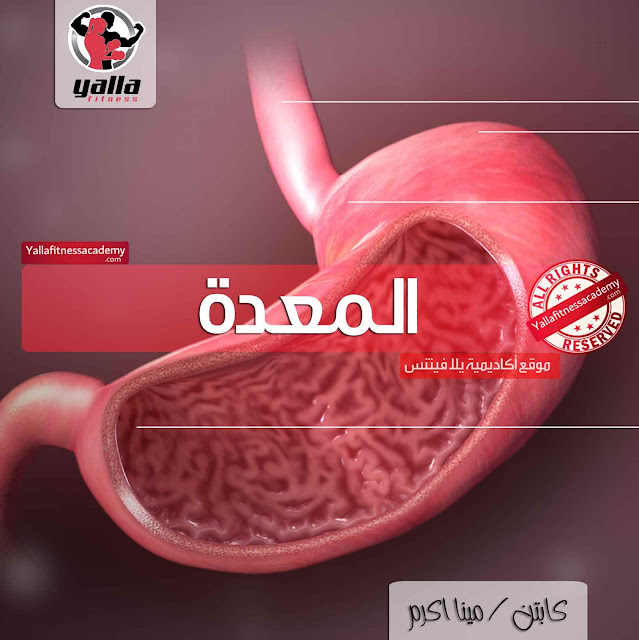 نظرة تشريحية على المعدة Stomach