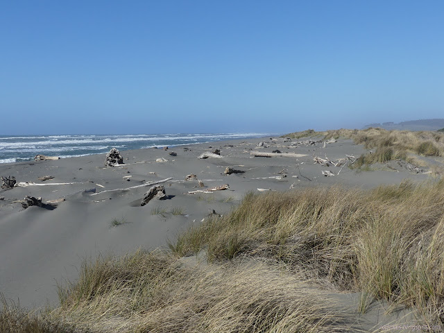 among the grasses of the sand dunes