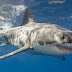  Μεξικό: Λευκός καρχαρίας αποκεφάλισε δύτη μπροστά στα μάτια ψαράδων