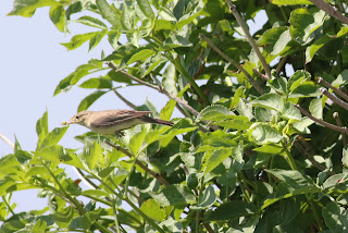 Icterine Warbler