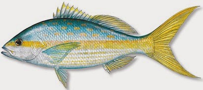 atau istilah asingnya Yellow Tail Snapper yaitu spesies ikan yang lebih banyak didominasi ditemukan di s Harus tau Umpan Jitu Mancing Ikan Ekor Kuning (Yellow Tail Snapper)