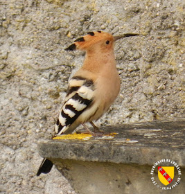 BAINVILLE-SUR-MADON (54) - Des oiseaux rares : les huppes fasciées