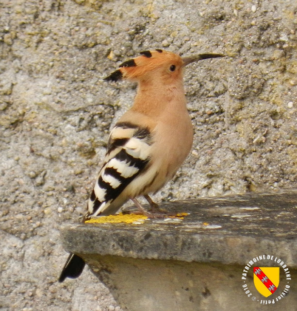 BAINVILLE-SUR-MADON (54) - Des oiseaux rares : les huppes fasciées