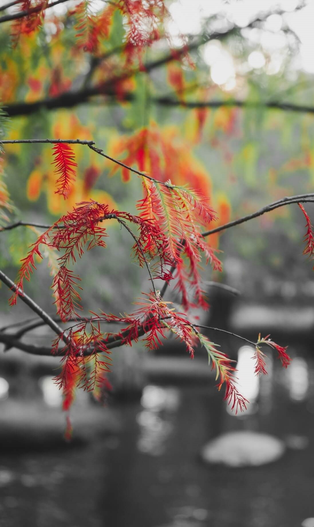 雲林景點【青埔落羽松秘境 】冬季才有的限定美景