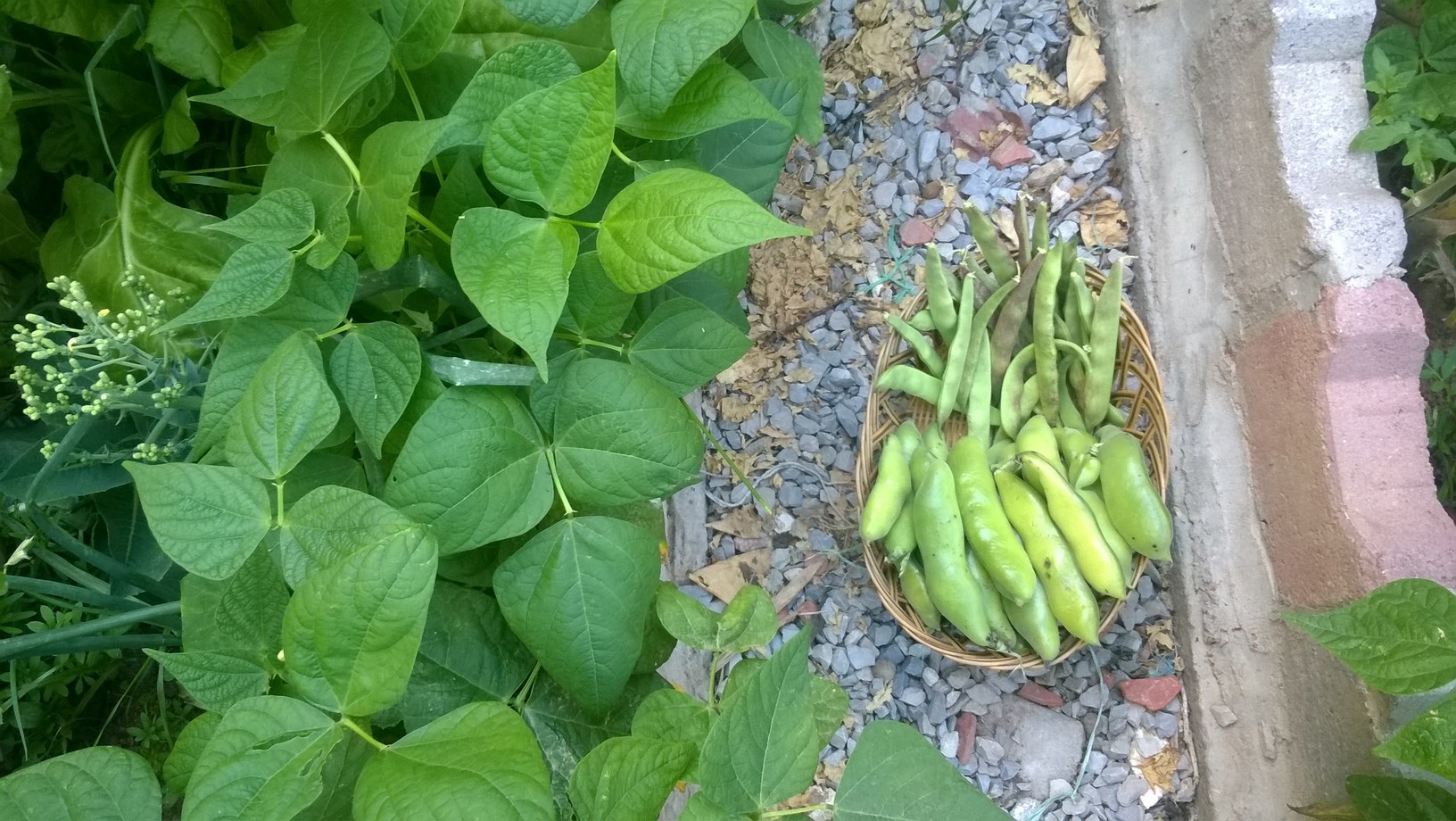 Backyard gardening can inspire you to take an interest in the origins of your food and make better choices about what you eat. Growing your own organic food has many health benefits.