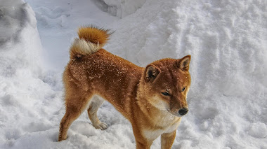 Shiba Inu podría colaborar pronto con Netflix