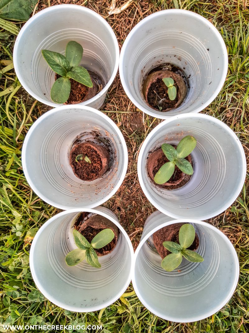 sunflower seedlings | On The Creek Blog // www.onthecreekblog.com