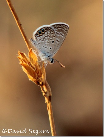 Hemiargus ceraunus gyas