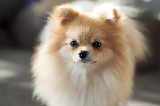 Pomeranian | Top 10 Cutest Small Dog Breeds