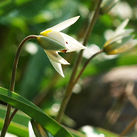 Botanisk tulipan, Tulipa turkestanica, hvide tulipaner der blomstrer tidligt.