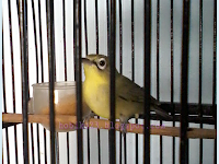 Cara Mendongkrak Volume Burung Pleci