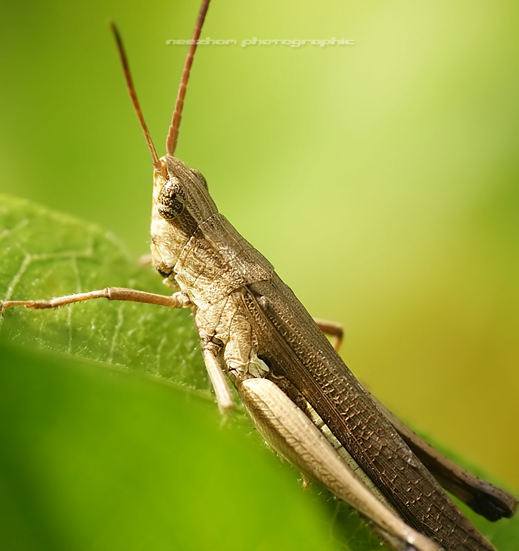 My grasshopper photo gallery Weird and wonderful news 