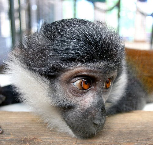 Animales Graciosos