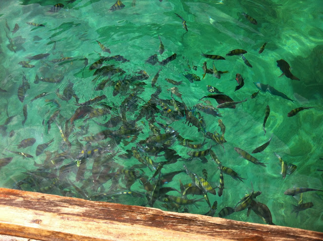 Fishes, Phi Phi Ley, Thailand