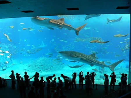 Churaumi Aquarium, Okinawa-Jepang