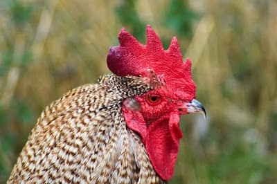 Rooster. Black and white striped feathers