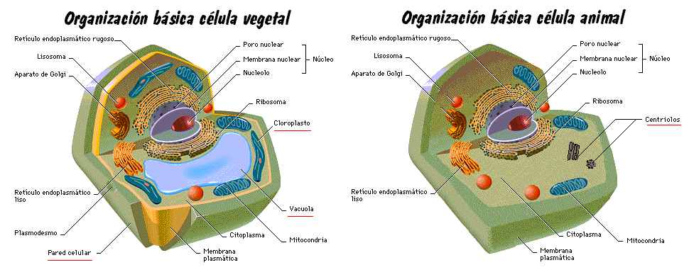 imagen de la celula animal. celula vegetal. CÉLULA ANIMAL