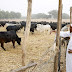 Buhari Major Concern Is All About Cattle, Values Fulani Cows More Than Human Dignity – MACBAN