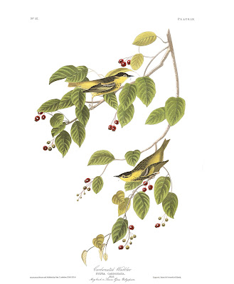 Carbonated Warblers. Plate 60. Illustration: John James Audubon.