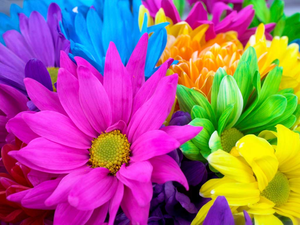 types of flowers and meanings Colourful Flowers | 1024 x 768