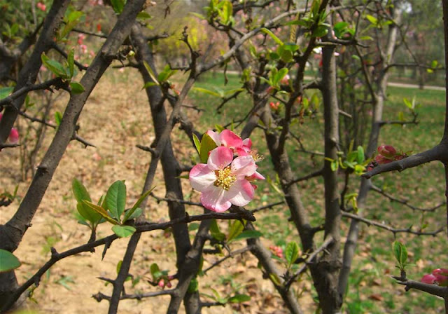 Flowering Quince Pictures