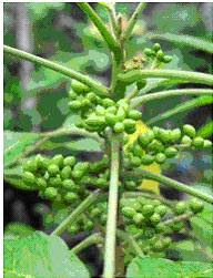 MELADA PAHIT-BRUCEA JAVANICA , NATURAL REMEDY FOR ENLARGED 