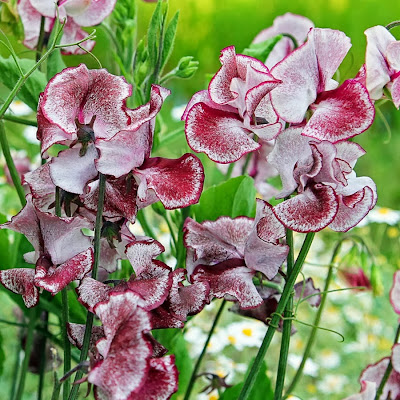 White blotches with red sweet pea flowers