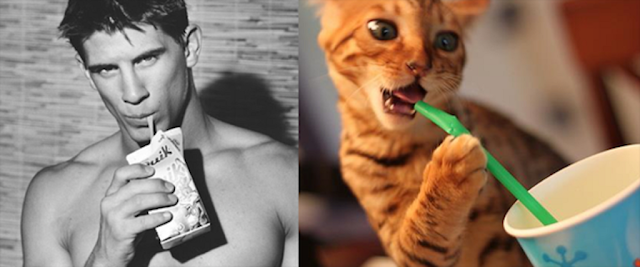 10 Cats That Are Doing A Much Better Job Modeling, Than Their Human Counterparts
