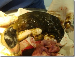 herpesvirus cucciolo