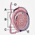 hronic Epididymitis နာတာရွည္ ေယာက္်ား အေၾကာေရာင္ျခင္း 