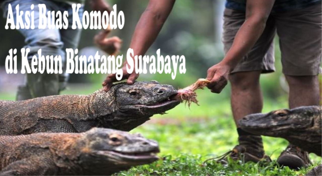 Aksi Buas  Komodo  di Kebun Binatang  Surabaya Cak Taqim