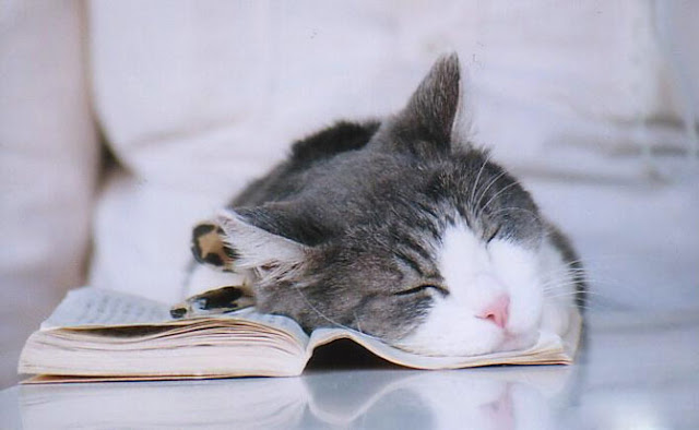 10 Gambar Kucing Tidur  Yang Lucu Gambar  Top 10