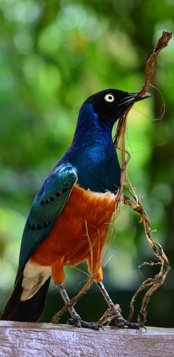 Superb starling with nesting material.