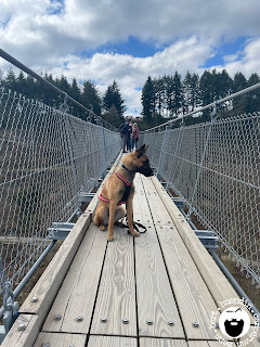 Enni (Malinois-Hündin) auf der Geierley-Seilhängebrücke