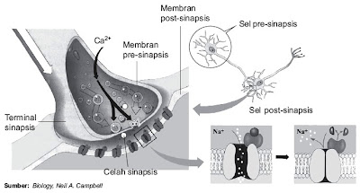 yang diterima sel saraf sanggup berasal dari dalam Pintar Pelajaran Penghantaran Impuls Saraf : Mekanisme dan Prinsip