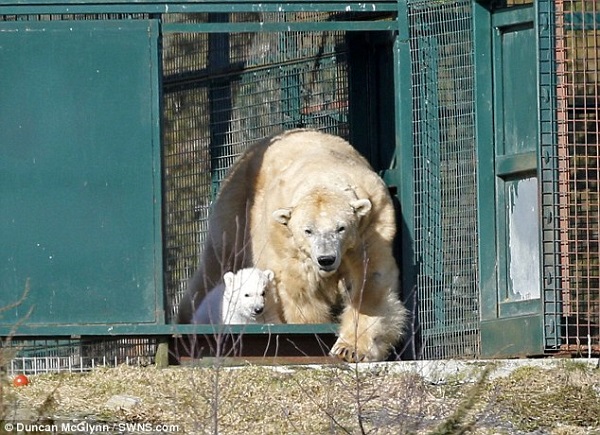 The First Polar Bear Born in Britain