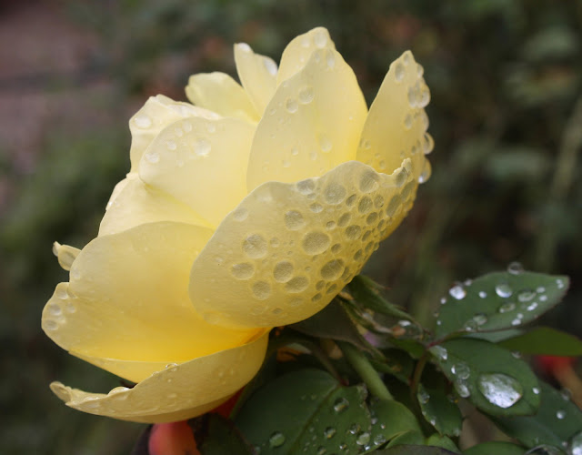 rose, yellow, rain, wet, dew, leopard, Sarah Myers, art, arte, S. Myers, photograph, gold, leaves, water, autumn, pale, art