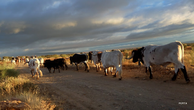 Lugros.Toros de la Peza