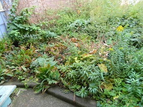 Toronto Little Italy Fall Front Garden Cleanup Before by Paul Jung Gardening Services--a Toronto Gardening Company