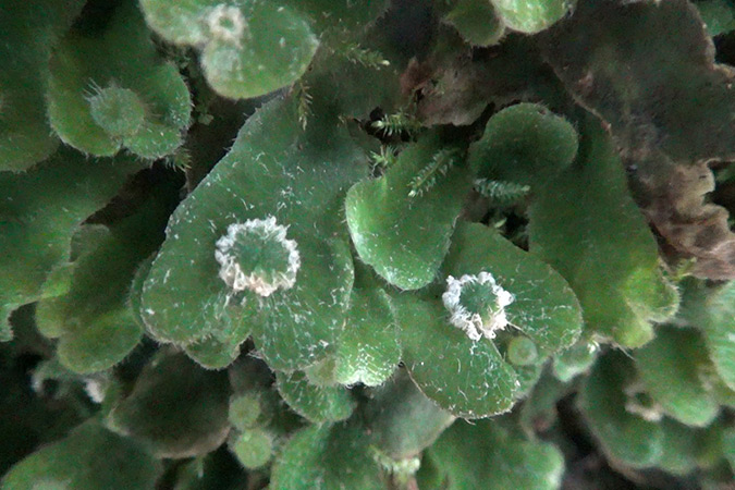 Dlium Dumortier's liverwort (Dumortiera hirsuta)