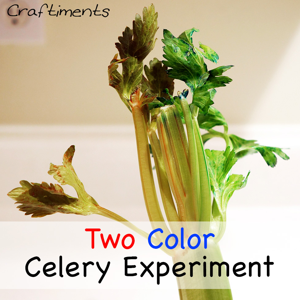 Now since you know the procedure go and buy the flowers and conduct the experiment and amaze your loved ones :d thank you and subscribe to our channel. Craftiments Two Color Celery Experiment